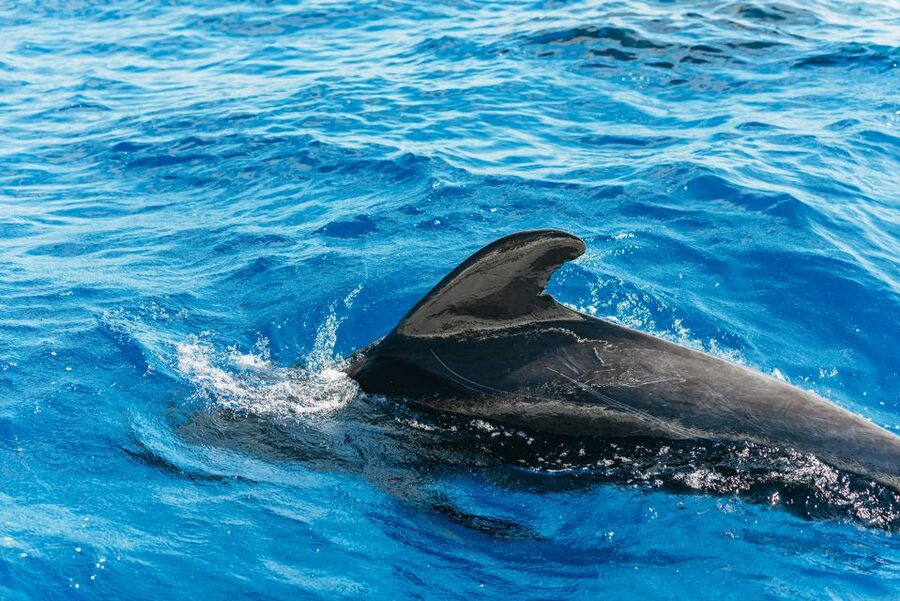 Tenerife: Whale & Dolphin Watching with Drinks and Snacks - The 3-hour cruise: how the wildlife spotting usually plays out
