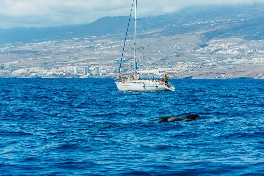 Tenerife: Whale & Dolphin Watching with Drinks and Snacks - Unlimited drinks and snacks: the real comfort advantage