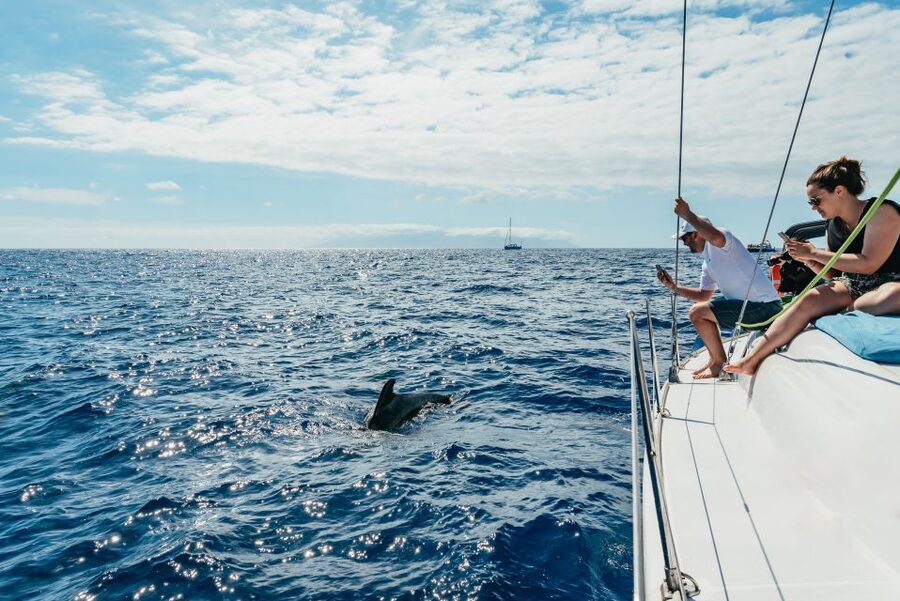 Tenerife: Whale & Dolphin Watching with Drinks and Snacks - From hotel to harbor: the pickup and your first 20 minutes