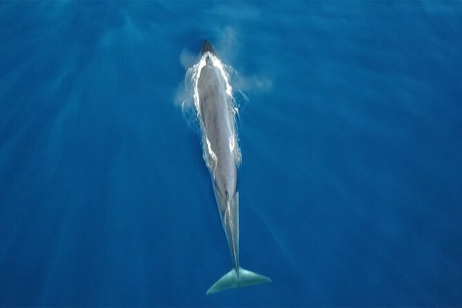 Tenerife Whales and Dolphins Watching Experience in Catamaran - Key highlights I’d plan around
