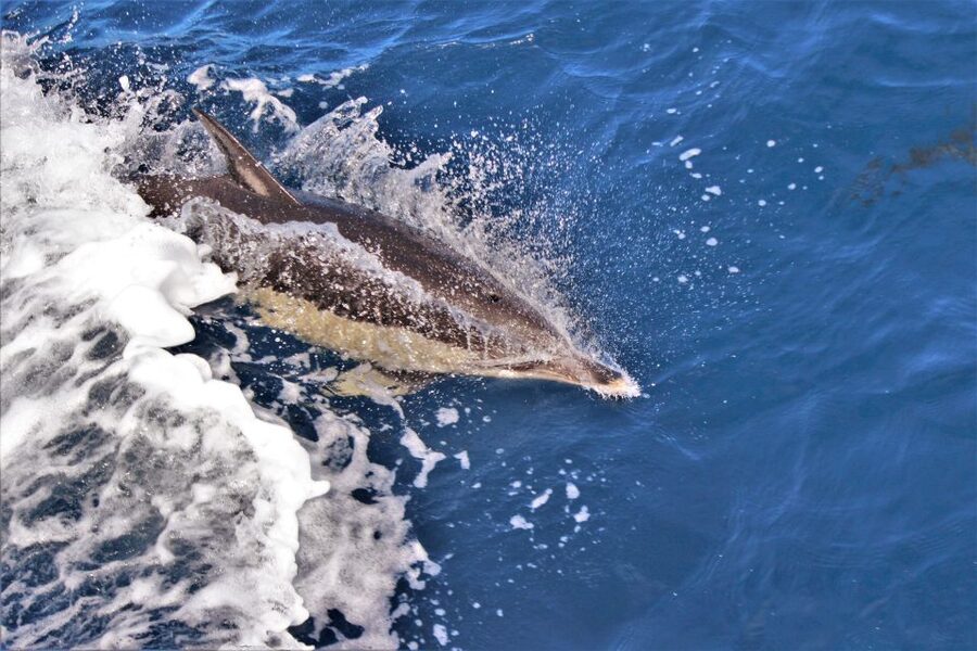 Terceira: Boat Tour and Swimming with Dolphins - Key Things That Make This Dolphin Swim Worth Your Time