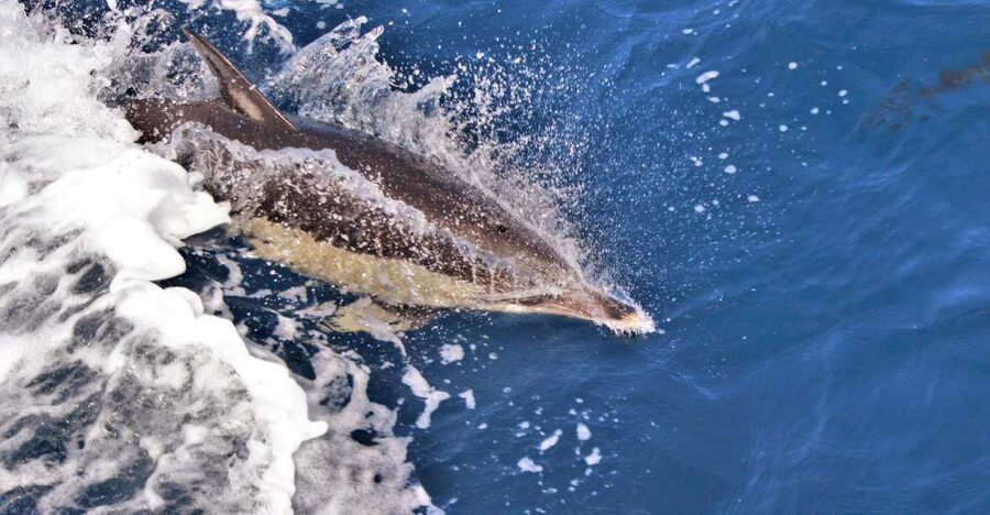 Terceira: Boat Tour and Swimming with Dolphins - Why This Terceira Dolphin Swim Feels Different