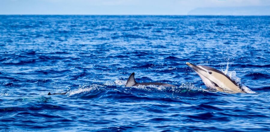 Terceira: Boat Tour and Swimming with Dolphins - Boat Ride From Angra do Heroísmo Marina to Dolphin Territory