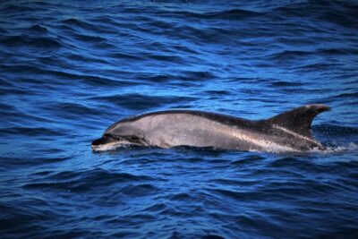 Terceira: Boat Tour and Swimming with Dolphins - Marine Biologist Onboard: What You’ll Learn Before You Get In
