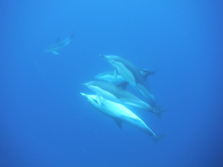 Terceira: Boat Tour and Swimming with Dolphins - Tips to Make Your Time Smoother (What to Bring and What to Expect)
