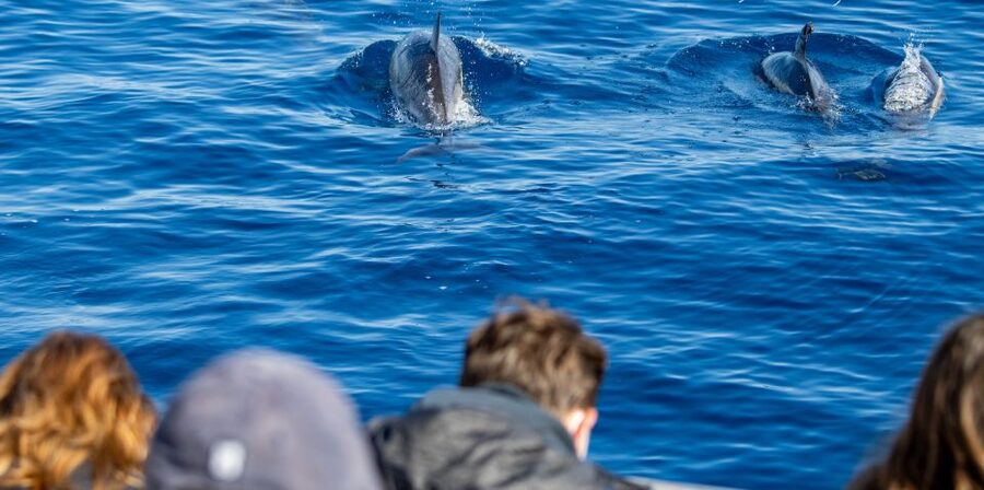 Terceira: Half-Day Dolphin and Whale Watching Tour - Key Things I’d Plan Around