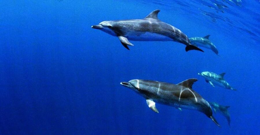Terceira: Half-Day Dolphin and Whale Watching Tour - Language and Guide Quality: You Can Follow the Science