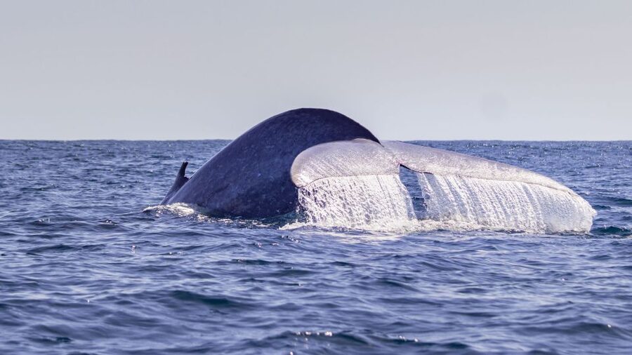Terceira: Half-Day Dolphin and Whale Watching Tour - Terceira’s Cetacean Game Plan: What Makes This Tour Work