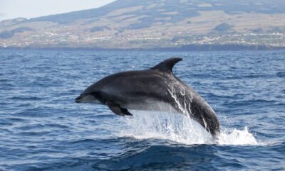 Terceira: Half-Day Dolphin and Whale Watching Tour - Getting There: Where to Meet and Why Timing Matters