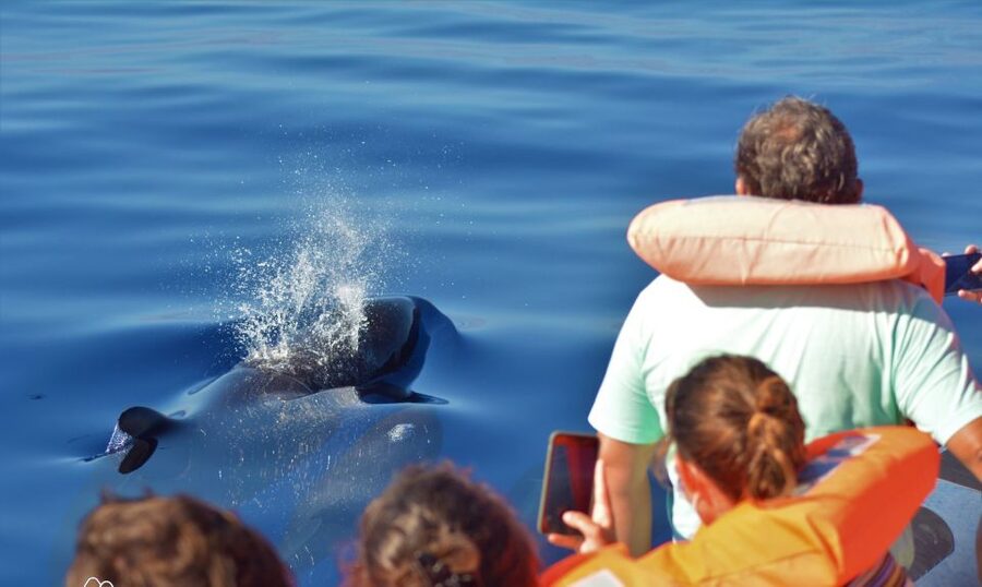 Terceira: Half-Day Dolphin and Whale Watching Tour - On the Water for Cetaceans: What a “High Success” Trip Feels Like