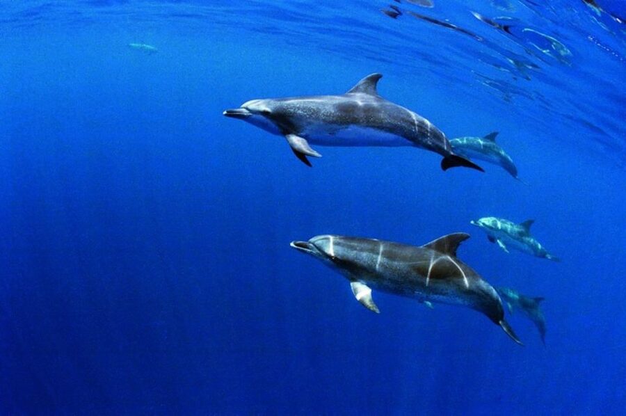Terceira: Half-Day Dolphin and Whale Watching Tour - The Speedboat Part: Fun Curves, Real Skills, and Motion Tips