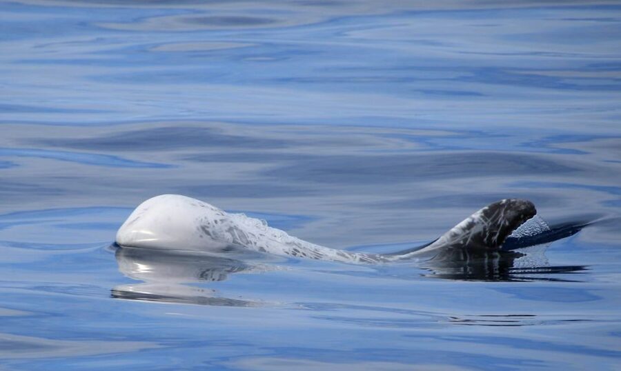 Terceira: Half-Day Dolphin and Whale Watching Tour - Sighting Style and Animal Respect: What You Should Expect to Hear