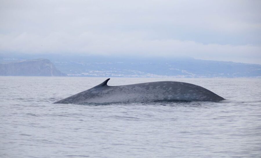 Terceira: Half-Day Dolphin and Whale Watching Tour - Price and Value: Is $70 Worth It for 3 Hours?