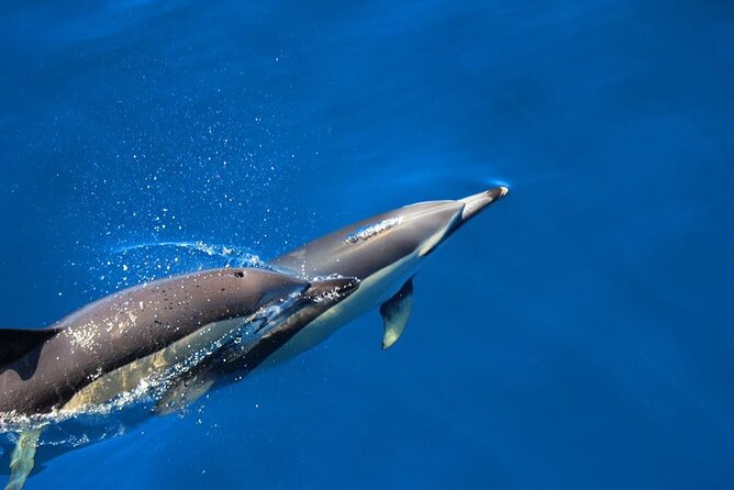 Terceira Island: Swimming with Wild Dolphins | Natural Habitat - Wildlife-first Experience: Why Terceira’s Dolphins Feel So Different