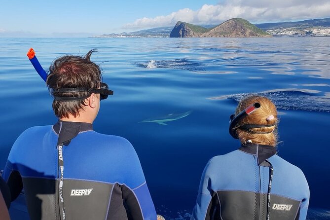 Terceira Island: Swimming with Wild Dolphins | Natural Habitat - Meeting at Marina de Angra do Heroísmo: The Smooth 8:00 am Start