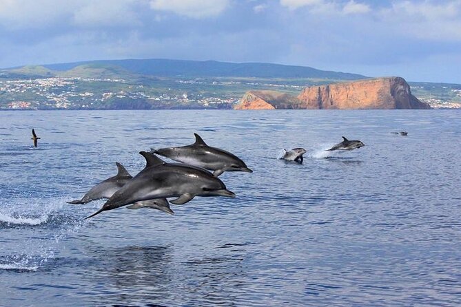 Terceira Island: Swimming with Wild Dolphins | Natural Habitat - Sighting Guarantee: What You’ll Actually Be Protected From