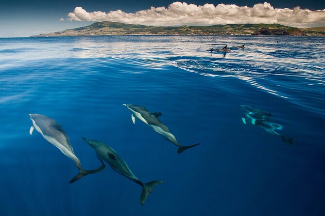 Terceira Island: Swimming with Wild Dolphins | Natural Habitat - Who This Tour Fits Best on Terceira