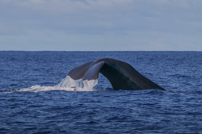 Terceira Island: Whale & Dolphin Watching | Best Wildlife Tour - Key things to know before you go