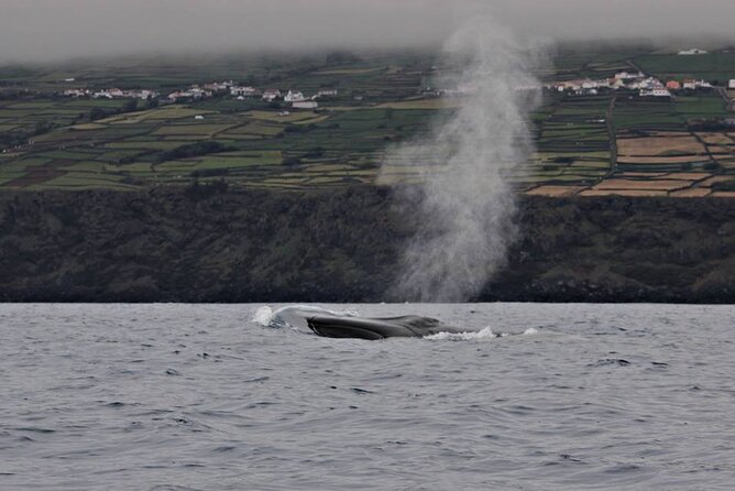 Terceira Island: Whale & Dolphin Watching | Best Wildlife Tour - Terceira’s cetacean waters: what the sighting guarantee really means