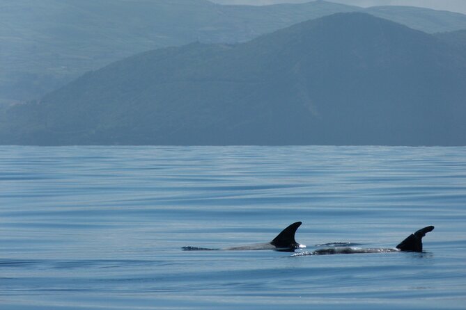 Terceira Island: Whale & Dolphin Watching | Best Wildlife Tour - How the guide, spotter, and hydrophone improve your odds