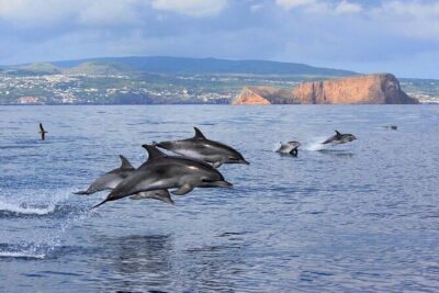 Terceira Island: Whale & Dolphin Watching | Best Wildlife Tour - Meeting at Marina de Angra do Heroísmo: simple start, small-group pace