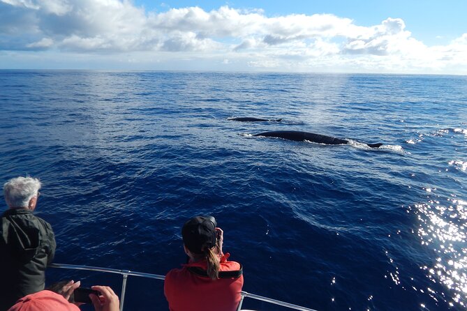 Terceira Island: Whale & Dolphin Watching | Best Wildlife Tour - Weather, sea state, and what to wear for 2.5 hours