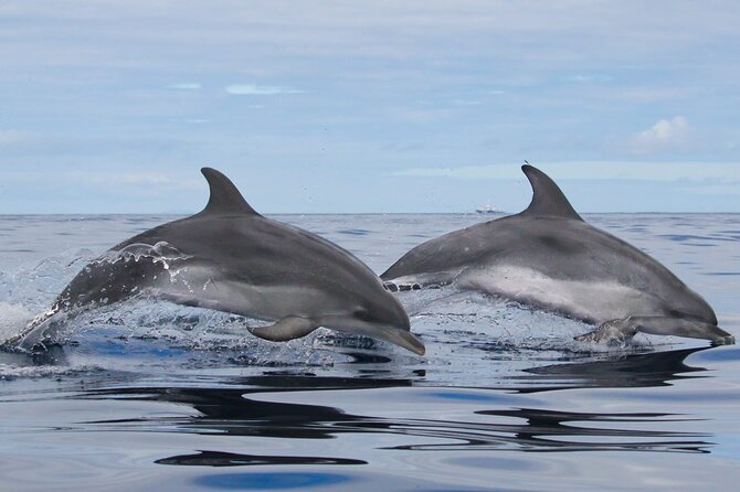 Terceira Island: Whale & Dolphin Watching | Best Wildlife Tour - What you might actually see: dolphins, whales, or a mix