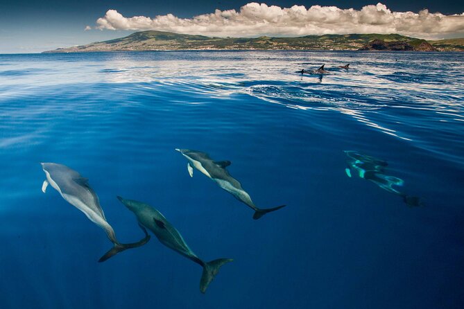 Terceira Island: Whale & Dolphin Watching | Best Wildlife Tour - Price and value: what $84.11 buys you