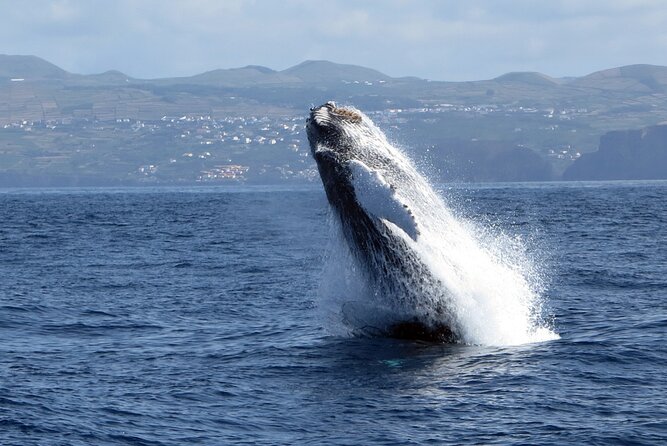Terceira Island: Whale & Dolphin Watching | Best Wildlife Tour - Logistics that can make or break your morning