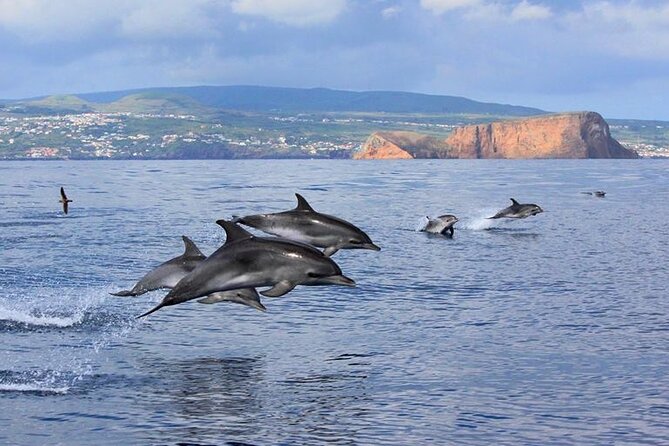 Terceira Island: Whale & Dolphin Watching | Best Wildlife Tour - Meeting at Marina de Angra do Heroísmo: simple start, small-group pace