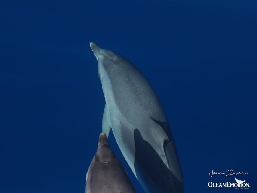 Terceira: Swimming with Wild Dolphins | Natural Habitat - First Get Your Bearings: OceanEmotion Office on Terceira