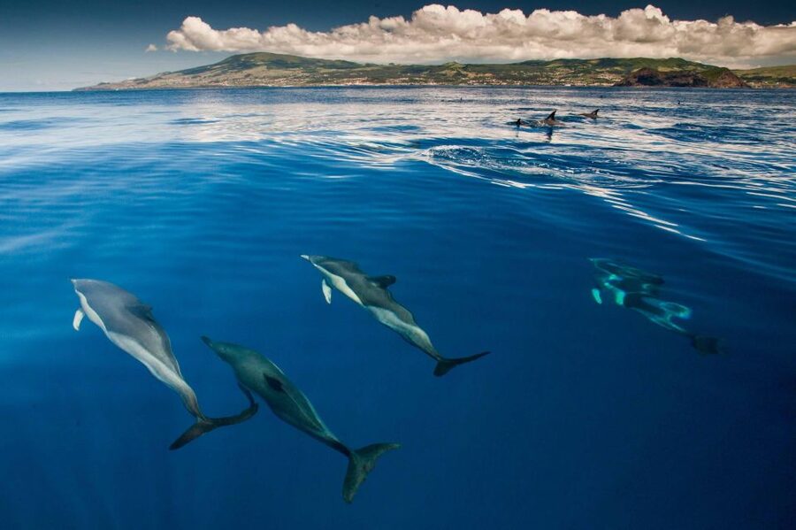 Terceira: Swimming with Wild Dolphins | Natural Habitat - Full Equipment and Real Open-Sea Reality