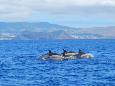 Terceira: Swimming with Wild Dolphins | Natural Habitat - The Two-Part Structure: Boat Search, Then Swim Sessions