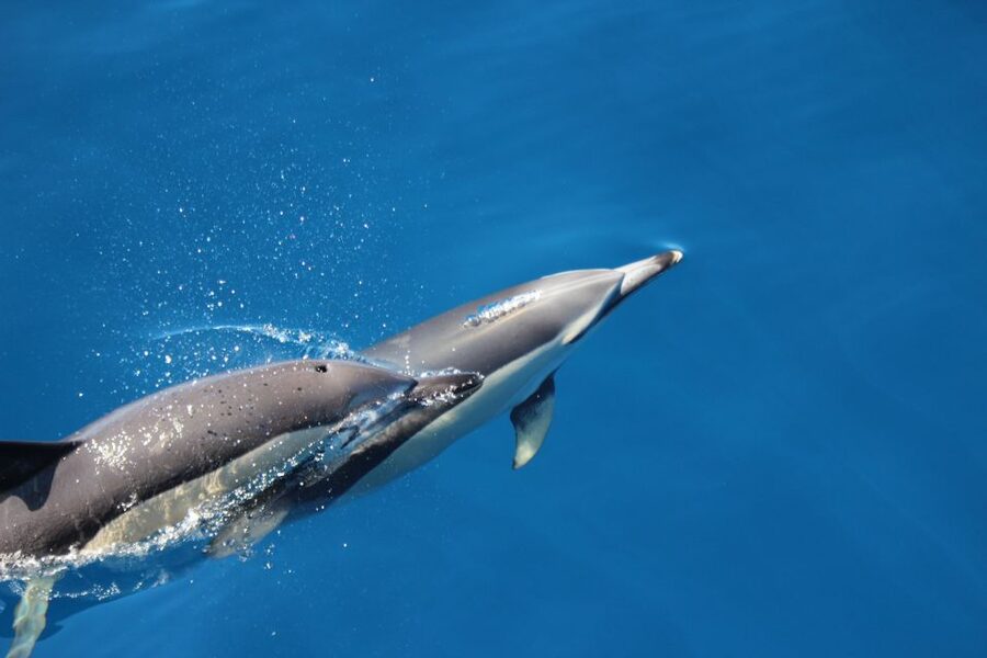 Terceira: Swimming with Wild Dolphins | Natural Habitat - Marine Team Energy: The People Who Find Them and Explain Them