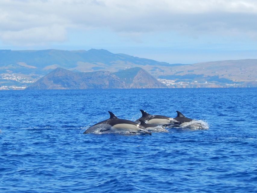 Terceira: Swimming with Wild Dolphins | Natural Habitat - The Two-Part Structure: Boat Search, Then Swim Sessions