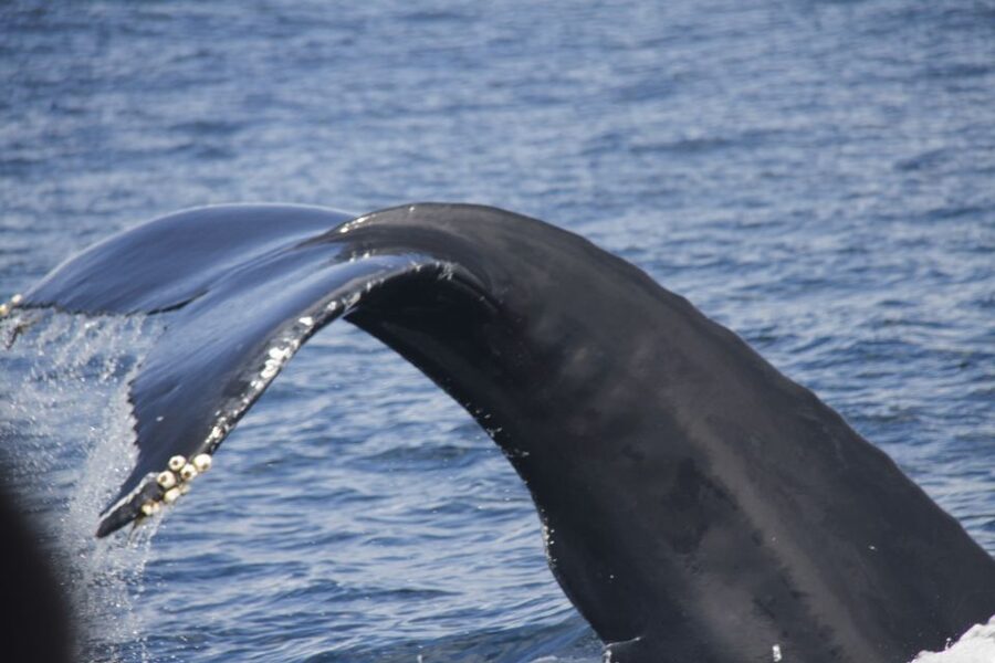 Terceira: Whale and Dolphin Watching in a Zodiac Boat - Key highlights worth planning around