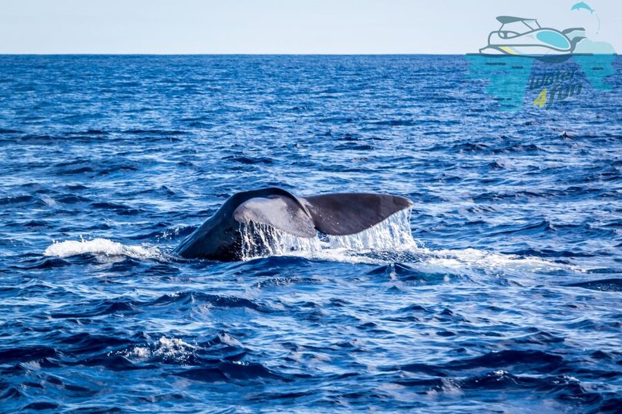 Terceira: Whale and Dolphin Watching in a Zodiac Boat - Monte Brasil spotting: how the hunt gets organized
