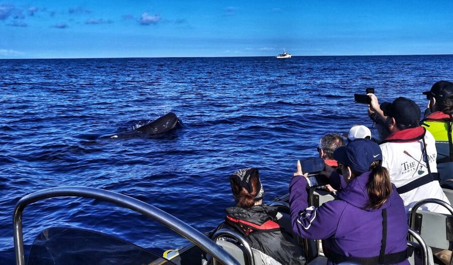 Terceira: Whale and Dolphin Watching in a Zodiac Boat - Your guide on board: what you learn while you search