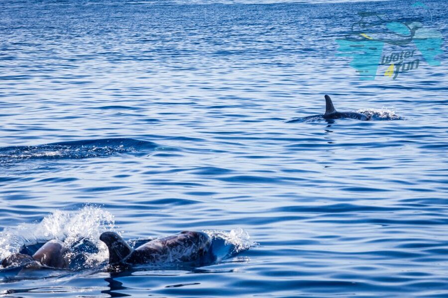 Terceira: Whale and Dolphin Watching in a Zodiac Boat - What you might see: dolphins, sea turtles, and real whale species