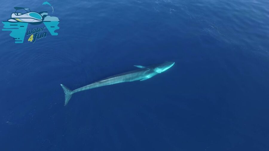 Terceira: Whale and Dolphin Watching in a Zodiac Boat - Terceira coastline views: the ocean scenery is part of the value