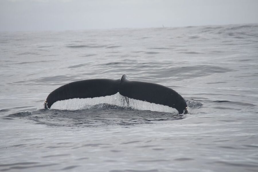 Terceira: Whale and Dolphin Watching in a Zodiac Boat - Warmth and gear tips: avoid the soaked-and-cold problem