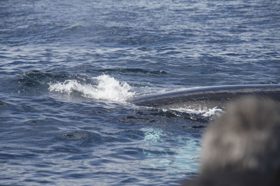 Terceira: Whale and Dolphin Watching in a Zodiac Boat - Should you book Water4fun’s Terceira whale and dolphin zodiac tour?