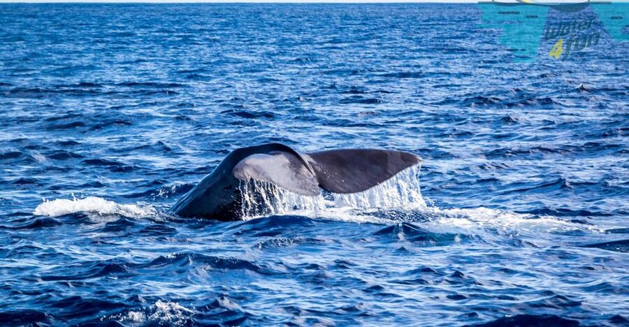 Terceira: Whale and Dolphin Watching in a Zodiac Boat - Zodiac boat reality check: speed, seating, and what it feels like