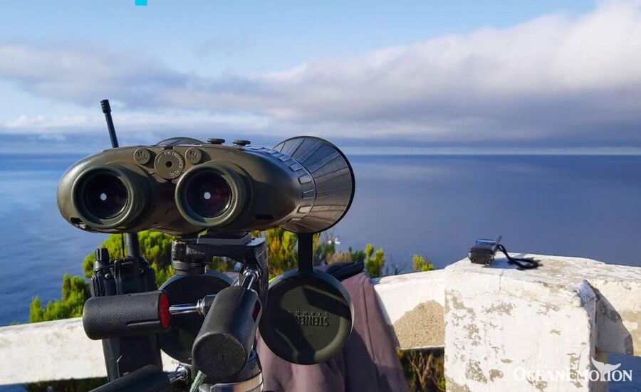 Terceira: Whale & Dolphin Watching | Best Wildlife Tour - Key points worth knowing before you go