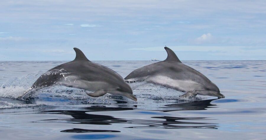 Terceira: Whale & Dolphin Watching | Best Wildlife Tour - Why Terceira makes whale watching feel unusually real