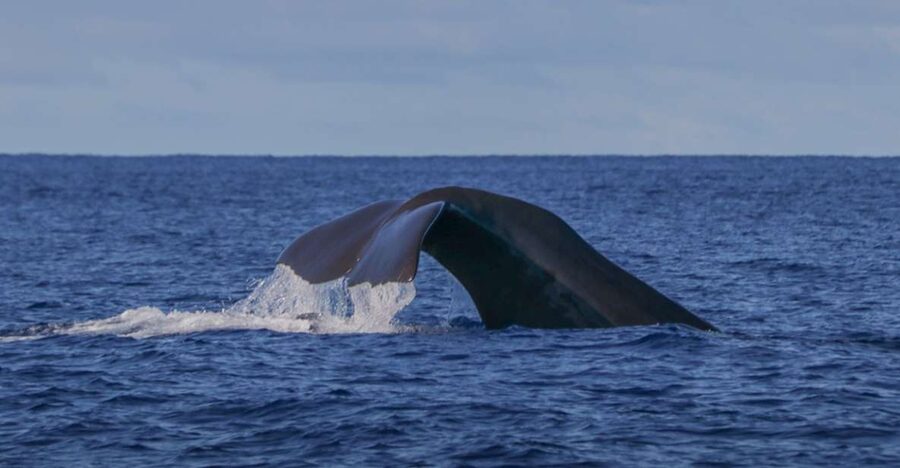 Terceira: Whale & Dolphin Watching | Best Wildlife Tour - What the 2.5 hours actually feels like