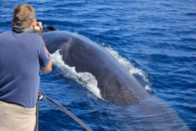 Terceira: Whale & Dolphin Watching | Best Wildlife Tour - The spotting method: why the tour starts with lookouts