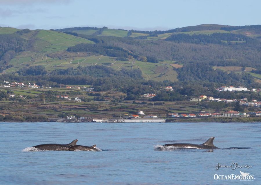 Terceira: Whale & Dolphin Watching | Best Wildlife Tour - Meeting OceanEmotion in Terceira (and what to bring)