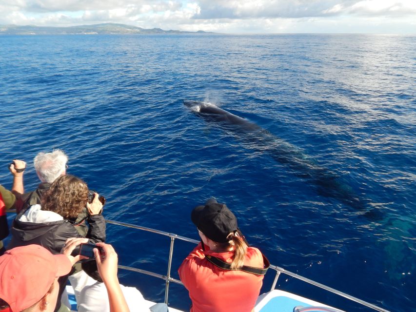 Terceira: Whale & Dolphin Watching | Best Wildlife Tour - Price and value: is $82 a smart spend?