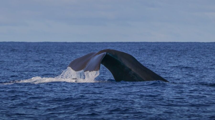 Terceira: Whale & Dolphin Watching | Best Wildlife Tour - Guides and real-world excitement: what the best days feel like
